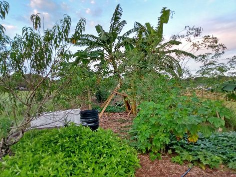 David's Beautiful Florida Food Forest Garden | The Survival Gardener Florida Food Forest, Food Forest Design, Yellow Dragon Fruit, Papaya Plant, Red Dragon Fruit, Food Forest Garden, Black Soil, Moringa Tree, Beautiful Florida