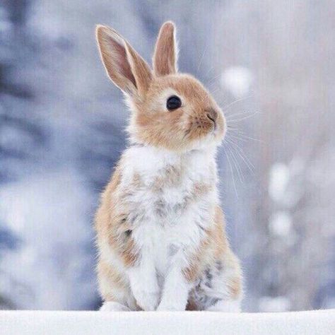 Rabbit Poses, Winter Wildlife, Rabbit Pictures, Beautiful Rabbit, Cute Bunny Pictures, Rabbit Sculpture, Rabbit Painting, Cute Small Animals, Bunny Pictures