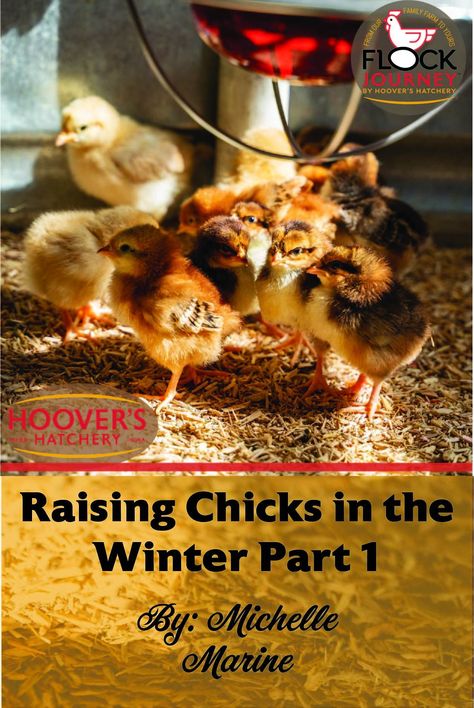 Read all about raising chicks in the winter! Taking Care Of Baby, Freezing Eggs, Chickens In The Winter, Baby Chicks Raising, Types Of Chickens, Raising Chicks, Spring Chicken, Chicken Chick, Egg Laying