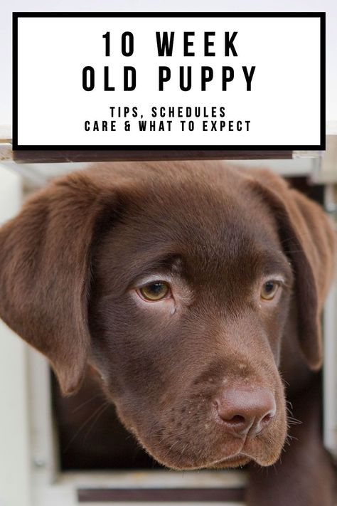 This is your complete guide to living with a 10 week old puppy. We’ll walk you through what to expect from a pup at this stage, and how to help ease them into your life. You’ll also get a great 10 week old puppy schedule, along with loads of fabulous tips to help you stay on track with them. And some much needed advice for those parents dealing with the puppy blues! 10 Week Puppy Training, 10 Week Old Puppy Training, Puppy Schedule 9 Week Old, 10 Week Old Puppy Schedule, 10 Week Puppy Schedule, 9 Week Puppy Schedule, Training Labrador Puppies, Puppy Schedule 10 Week Old, Puppy Schedule 12 Weeks