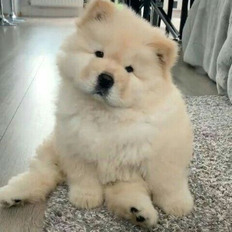 Chow Chow Dogs, Cute Animals Puppies, Cute Little Puppies, Fluffy Dogs, Fluffy Animals, Cute Dogs And Puppies, Baby Dogs, Cute Little Animals