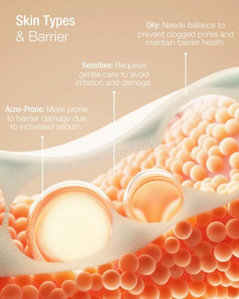 Understand your skin: Different skin types react differently to barrier damage and show warning signs that warrant a healthy skincare routine. [Advanced Skincare, Clinical Skincare, Dermatological Skincare, Dermapproved, Expert Acne Solutions] Dermatology Branding, Red Skincare, Dermatology Aesthetic, Skincare Infographic, Acne Types, Eye Cream For Wrinkles, Organic Eye Cream, Healthy Skin Care Routine, Different Skin Types