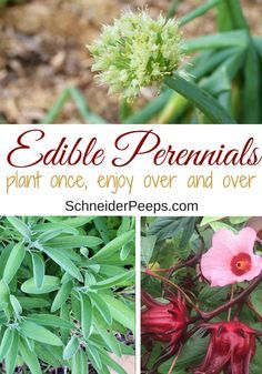 Perrenial Food Garden, Edible House Plants, Edible Perennials, Perennial Vegetables, Gardening Zones, Organic Vegetable Garden, Organic Tomatoes, Edible Landscaping, Food Forest