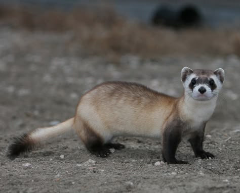 Black-Footed Ferret Black Ferret, White Ferret, Black Footed Ferret, Ferret Cage, A Ferret, Cute Ferrets, Prairie Dog, Animal Study, Extinct Animals