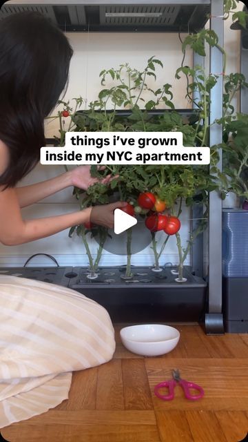 Sher on Instagram: "mid-year progress report, indoor garden edition ~🧾👩🏻‍🌾 

#indoorgardens #indoorvegetablegarden #growyourownfood #growyourownveggies #chineseeggplant #hydroponicgarden #hydroponiclettuce #clickandgrow #aerogarden #indoorhydroponics" Plants For Hydroponics, Hydroponic Wall Garden Indoor, Indoor Vegetable Garden Setup, Indoor Food Garden, Indoor Grow Room, Indoor Herb Garden Ideas, Apartment Vegetable Garden, Indoor Vegetable Garden, Wall Garden Indoor