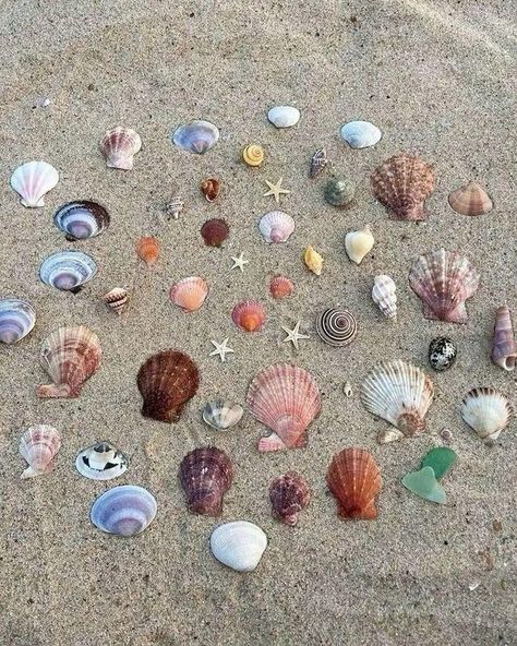 Seashells Aesthetic, No Ordinary Girl, Inspiration Tattoos, Mermaid Aesthetic, Ocean Vibes, Summer Bucket Lists, Summer Feeling, Summer Dream, Summer Photos