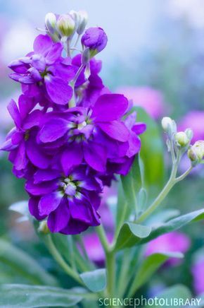 Purple Wild Flowers, Matthiola Incana, Flowers Board, Purple Time, Natural Bouquet, Spring Purple, Jewel Tone Wedding, Stock Flower, Flower Guide