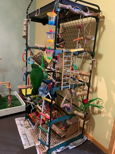 Macaw Cage Ideas, African Grey Parrot Cage Ideas, Budgie Playground, Bird Cage Diy, Parrot Room, Parrot Playground, Bird Room Ideas, Bird Enclosure, Parrot Habitat