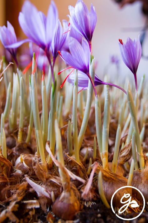 How To Grow Saffron At Home, Grow Saffron, Growing Saffron, Saffron Plant, Saffron Crocus, Spice Garden, Cut Flower Farm, Crocus Flower, Gothic Garden