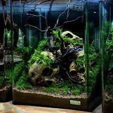 Aquascaping-Symphony - Good morning everybody 👋👋👋 Today something different 😉 Normaly I don't like artificial decoration elements, but I think that these skulls in this scape looks really amazing 💀💀💀 Hope you Artificial Decoration, Aquascape Aquarium, Aquascaping, Have A Great Day, Good Morning, Quick Saves