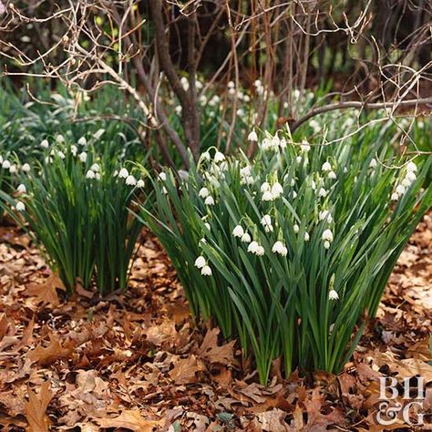 Blooming mid- to late-spring, summer snowflake’s dainty, elegant flower is a wonderful companion for tulips and daffodils. Naturalizing Bulbs, Leucojum Aestivum, Cozy Patios, Summer Snowflake, Plants Under Trees, Plant Encyclopedia, Shade Flowers, Have Inspiration, Spring Bulbs