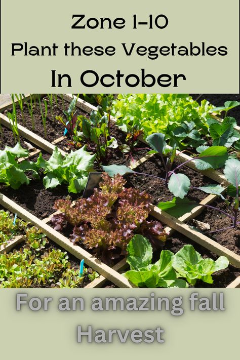 What seeds to plant in October for an awesome Fall garden. Zone 1, 2, 3, 4, 5, 6, 7, 8, 9 and 10 listed. Have your best vegetable garden ever! Zone 7 Fall Planting, Zone 9b Fall Planting, Fall Vegetables To Plant In Zone 8, What To Plant In October In Zone 8, Fall Garden Planting Schedule Zone 9, Best Time To Plant Vegetables, High Yield Vegetable Garden, Zone 6 Fall Vegetable Garden, What To Plant In October Zone 7