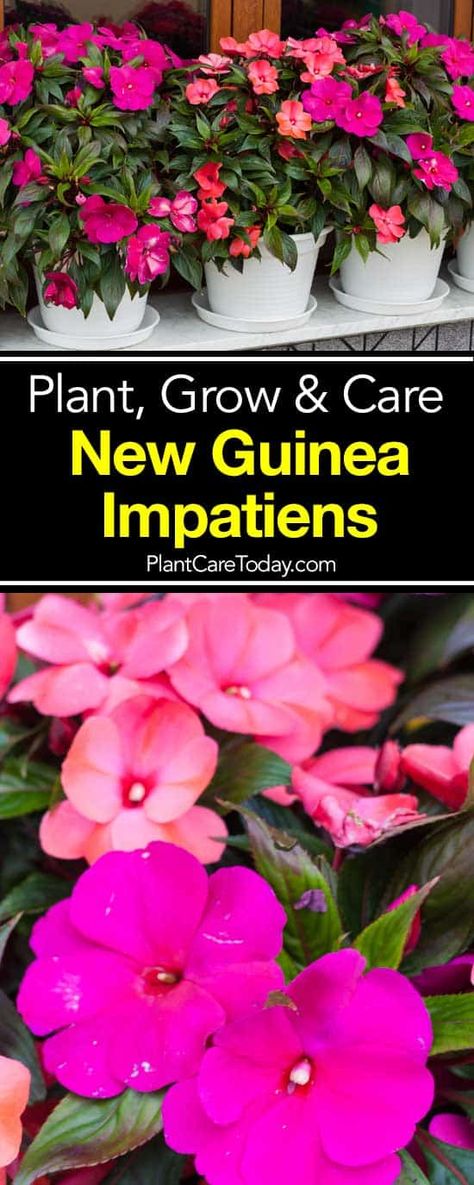 New Guinea Impatiens: How To Plant, Care For And Grow Outdoor Container Garden, Landscape Planters, Impatiens Flowers, New Guinea Impatiens, Gemüseanbau In Kübeln, Making Plant Pots, Container Gardening Ideas, Container Vegetables, Container Gardening Flowers