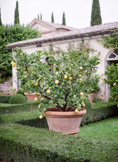 Cottage Garden Modern, Italian Landscaping, Italian Countryside Wedding, Italian Patio, Villa Cetinale, Tuscan Garden, Garden Retreat, Garden Modern, Mediterranean Landscaping