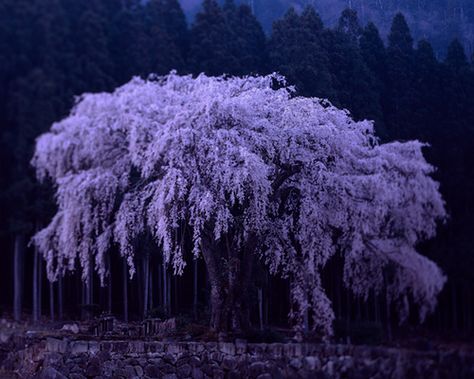 What Dreams May Come, I cried, I laughed, I got such a pause for thought.  beautiful movie...❤️ Purple Willow Tree, Dream Sequence, Tree Aesthetic, Trees Beautiful, What Dreams May Come, Wisteria Tree, Purple Tree, Lilac Tree, Purple Trees