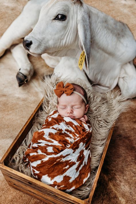 Newborn Cow Photoshoot, Newborn Pictures With Cows, Cowgirl Newborn Photography, Highland Cow Newborn Pictures, Western Boho Newborn Photos, Newborn Photography Western, Cowgirl Newborn Pictures, Western Baby Photo Shoot, Cow Maternity Pictures