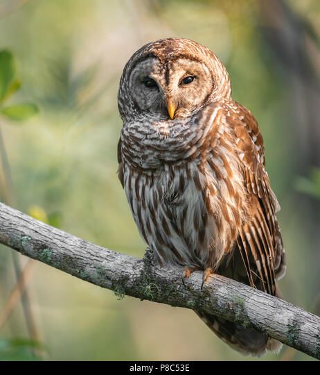 Barred Owl Stock Photo Barred Owl Photography, Palm Tree Background, Mossy Tree, Blue Ridge Georgia, Owl Photography, Sitting In A Tree, Wood Owls, Barred Owl, Temperate Rainforest