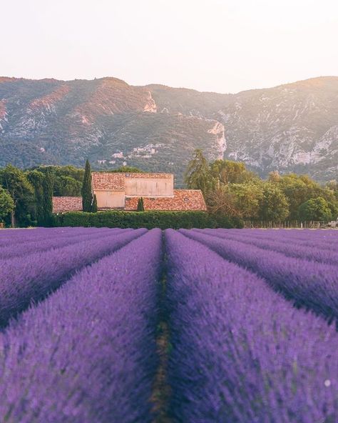 Italian Country Side, Lavender Fields France, Veranda Magazine, France Country, Italian Country, France Aesthetic, Provence Lavender, France Travel Guide, Lavender Field