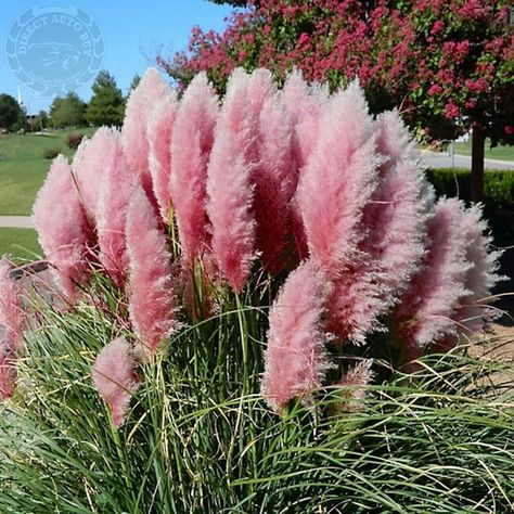 Ornamental Flower, Pink Pampas, Pink Pampas Grass, Pink Grass, Ornamental Grass, Grass Flower, Grasses Landscaping, Grasses Garden, Bonsai Plants