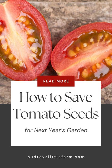 Learn the easy steps to save tomato seeds for next year's garden. Preserve your favorite varieties and enjoy a productive harvest season after season! Save Tomato Seeds, Saving Tomato Seeds, Starting Plants From Seeds, Vegetable Planting Guide, Companion Planting Vegetables, Seedlings Indoors, Florida Native Plants, Tomato Seedlings, Tomato Season