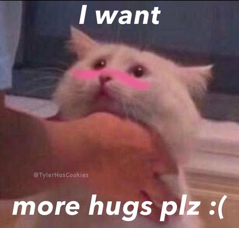 Wholesome cute cat meme I Want, White