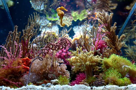 Seahorse Aquarium, Reef Aquascaping, Seahorse Tank, Reef Tank Aquascaping, Saltwater Aquarium Fish, Saltwater Fish Tanks, Tropical Fish Aquarium, Marine Tank, Reef Fish