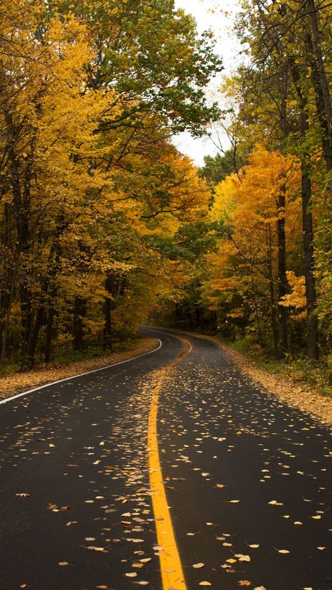 Fall Wallpaper Backgrounds, Wallpaper Backgrounds For Iphone, Free Fall Wallpaper, Leaves Photo, Empty Road, Autumn Instagram, Autumn Lake, Fall Images, Cute Fall Wallpaper