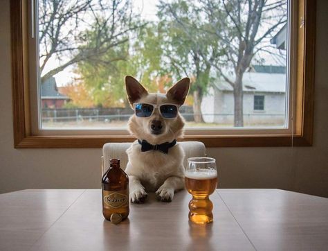 18 Instagram Dogs Crushing the Craft Beer Game Beer Games, Dog Puns, Dog Beer, Dog People, Drinking Humor, Instagram Dogs, Love Craft, Best Beer, Beer Lovers