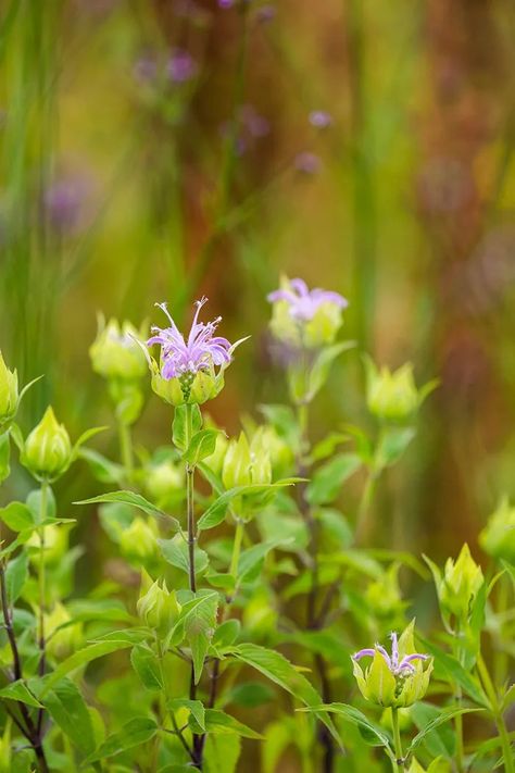 Herb Plants to Grow in Ornamental Gardens - Horticulture Ornamental Horticulture, Herb Plants, Sweet Woodruff, Full Sun Perennials, Deer Resistant Plants, Sun Perennials, Plants To Grow, Grasses Landscaping, Edible Landscaping