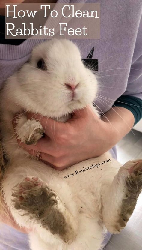 Rabbit Garden Ideas, Rabbit Cleaning, Pet Bunny House, Bunny Care Tips, Show Rabbits, Bunny Paws, Pet Rabbit Care, Rabbit Habitat, Rabbit Farm