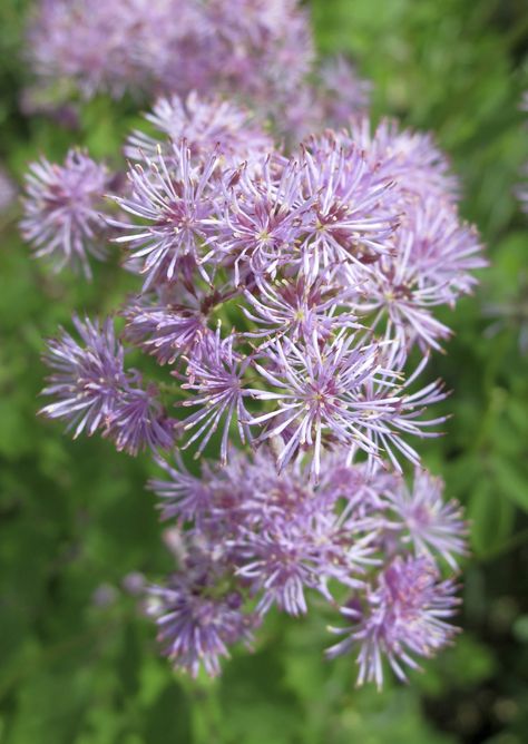 Thalictrum meadow rue is an herbaceous perennial found either in shaded woodland areas or partially shaded wetlands or swamplike areas. Find information on the care of this plant in the following article. Rue Plant, Rabbit Resistant Plants, Outdoor Herb Garden, Deer Resistant Plants, Purple Garden, Shade Perennials, Meadow Rue, Tomato Garden, Native Garden