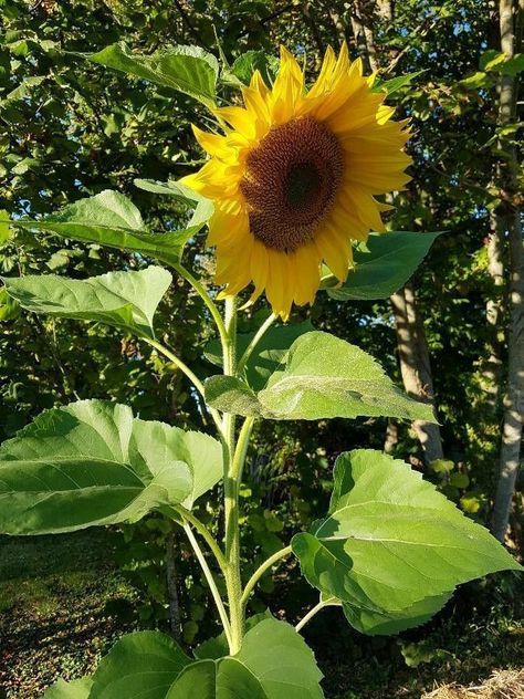 Common Sunflower, Helianthus Annuus, Diy Crafts For Gifts, Creative Community, Sunflower, Digital Art, Paintings, Wallpapers, Illustrations