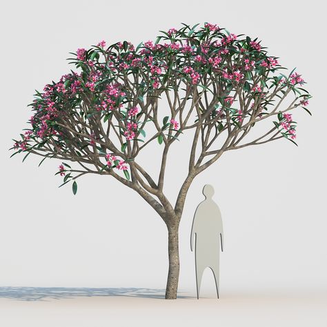 10 Frangipani 6 #Frangipani Plumeria Tree Drawing, Frangipani Tree, Bamboo Drawing, Plumeria Tree, Tree Photoshop, Tree Artwork, Sketchup Model, V Ray, Landscape Materials