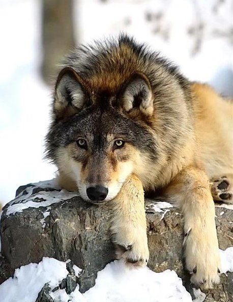 ♔shabbyℯchic.ℓife — credit: weheartit.com Wolf Husky, Wolf Photos, Wolf Love, Wild Wolf, Wolf Pictures, Wolf Spirit, Beautiful Wolves, Lone Wolf, Wild Dogs