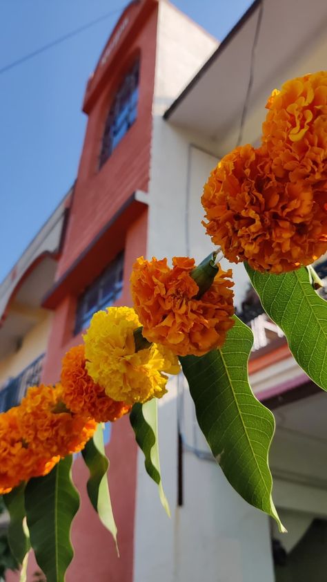 festive house marigold garland Aztec Marigold, Marigold Garland, Wedding Gift Pack, Home Entrance, Marigold Flower, Wedding Decor Style, Gift Pack, House Entrance, Simple Decor