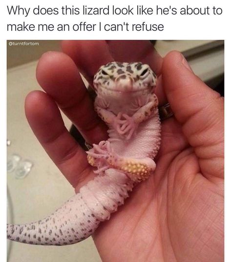 Lizard King, Cute Reptiles, Funny Animal Photos, Funny Animal Jokes, Very Funny Pictures, Cute Memes, Cute Animal Photos, Real Funny Jokes, Animal Jokes