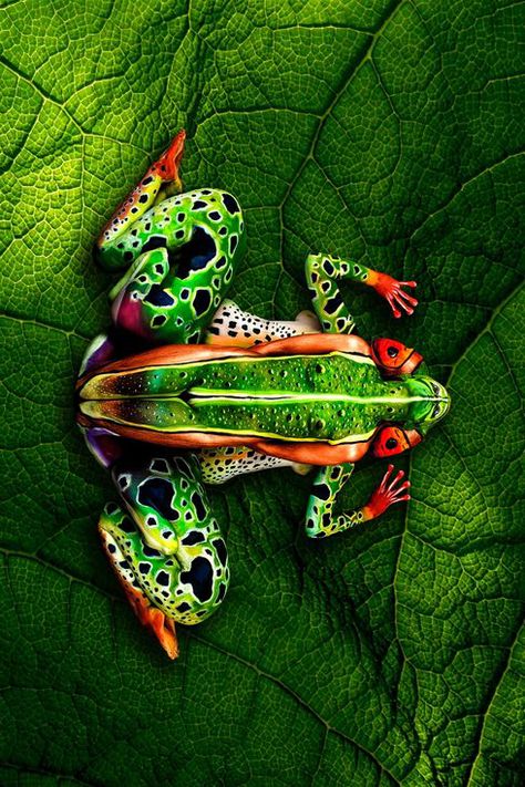 Johannes Stoetter, Body Paint Artist (5 individuals were used to create the frog) Johannes Stoetter, Frosch Illustration, Illusion Kunst, Human Canvas, A Frog, Illusion Art, Frog And Toad, Tree Frogs, Drawing Tutorials