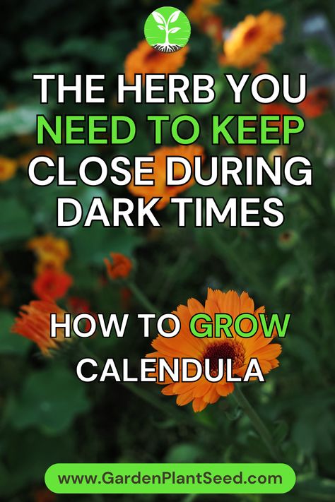 Discover the beauty and benefits of cultivating calendula, the herb that can bring light and warmth to even the darkest times. In this comprehensive guide, we will explore the steps and tips for successfully growing calendula in your garden, ensuring that you have a bountiful supply of this remarkable herb. Growing Calendula, Organic Pest Control, Dark Times, Infused Oils, Gardening Advice, Beneficial Insects, Garden Kits, Homemade Remedies, Organic Fertilizer