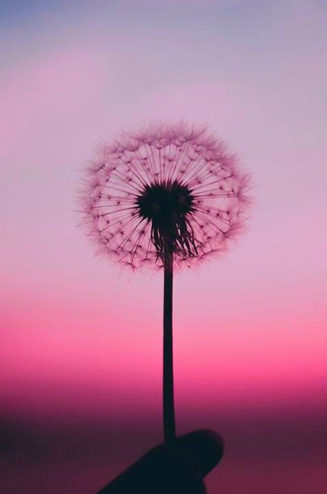 Dandelion, Purple, Pink, Blue