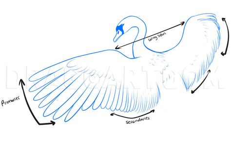 Bird Step By Step Drawing, Draw A Bird, Swan Drawing, Fly Drawing, Bird Artists, Have Fun Teaching, Drawing Guide, Bird Wings, Flying Bird