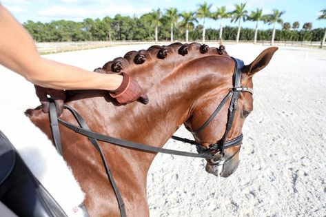 Horse Braids, Riding Ideas, Western Dressage, Braiding Ideas, Horse Braiding, Dressage Training, Horse Exercises, Equestrian Aesthetic, The Onion