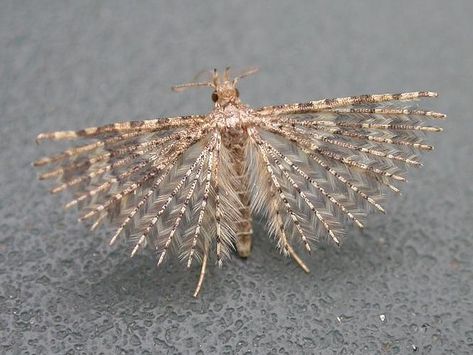 Alucita hexadactyla (Many-plumed Moth) - Norfolk Micro Moths - The micro moths of Norfolk. Moth Fly, Cool Insects, Moth Caterpillar, Cool Bugs, Flying Insects, Beautiful Bugs, Creepy Crawlies, Arthropods, Creature Feature