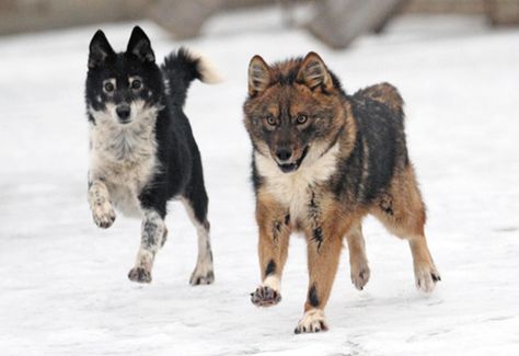 Sakhalin Husky, Husky Images, Russian Dog Breeds, Russian Dogs, Consumer Rights, Caucasian Shepherd, Mutt Dog, Black Russian Terrier, Dangerous Dogs