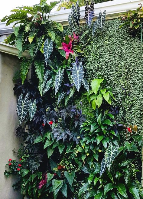 Wall With Green Plants, Tropical Garden Wall, Green Wall Ideas Outdoor, Wall With Plants Outdoor, Green Wall Plants Outdoor, Green Wall Garden Outdoor, Hanging Wall Planters Outdoor, Plant Wall Texture, Green Wall Landscape