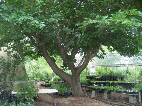 Mulberry trees: good climbing, great eating...the white fruit can be used to get the stains from the dark fruit off your hands etc! Mulberry Trees, White Mulberry, Fruit Bearing Trees, Berry Garden, Mulberry Bush, Garden Hedges, Florida Plants, Tree Garden, Mulberry Tree