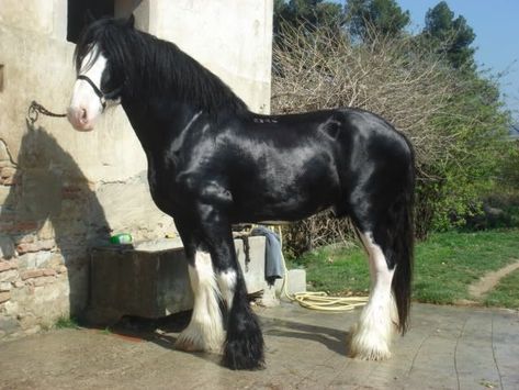 Sabino Clydesdale, Black Clydesdale, Clysdale Horses, Fantasy Mounts, Shire Horses, Farm Horses, Percheron Horses, Budweiser Clydesdales, Beautiful Horses Photography