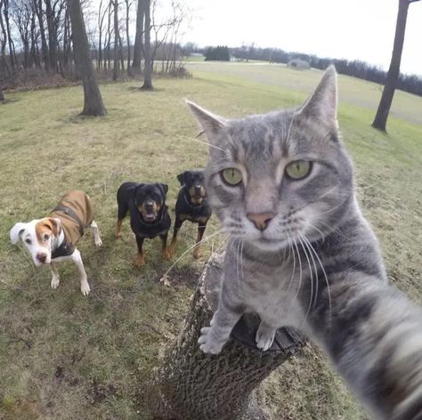 This Cat Has The Best Selfie Game You'll Ever See Dogs, Funny