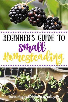 Mini Farming For Beginners, Learn To Garden, Growing Food In Small Spaces, Small Beginner Homestead, Small Yard Homestead, Self Sufficient Garden Layout, Small Beginner Garden, Garden How To, Small Backyard Food Garden