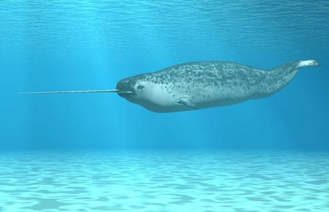 Narwhal Real, Narwhal Facts, Baffin Island, Canine Tooth, Pole Nord, Beluga Whale, List Of Animals, Arctic Animals, Narwhal