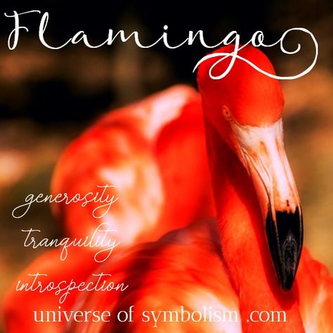 Celebrating the Gorgeous Flamingo ~ Flamingo Symbolism & Meaning | Flamingo Spirit, Totem & Power Animal Healing and Magical Attributes with Dream Symbolism of Flamingo Flamingo Symbolism, Bird Meaning, Feather Meaning, Birds Of Paradise Plant, Animal Meanings, Spirit Animal Totem, Shamanic Journey, Spiritual Animal, Animal Spirit Guides